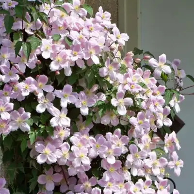 Клематис ГОРНЫЙ в Кемерово