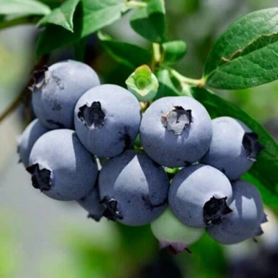 Голубика СИЕРРА в Кемерово