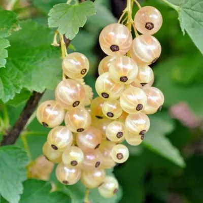 Смородина белая ЮТЕРБОРГСКАЯ в Кемерово