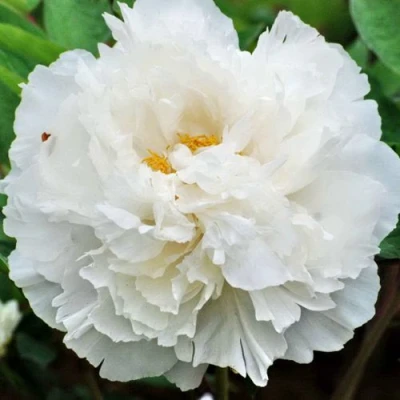 Пион БЕЛЫЙ СНЕГ древовидный в Кемерово