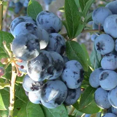 Голубика НОРТЛАНД в Кемерово