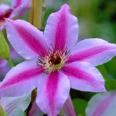 Клематис НЕЛЛИ МОЗЕР в Кемерово