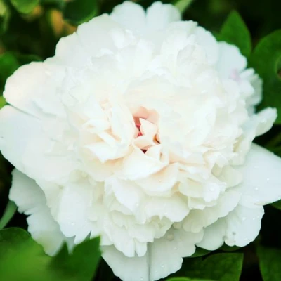 Пион СНЕЖНАЯ КРЕПОСТЬ древовидный в Кемерово