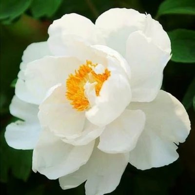 Пион ЛЕТНИЙ ДВОРЕЦ древовидный в Кемерово