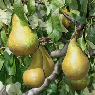 груша Сапфира