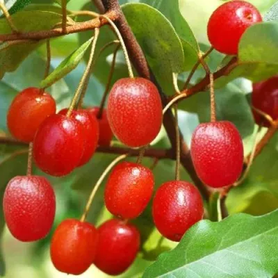 ГУМИ (ЛОХ МНОГОЦВЕТКОВЫЙ) в Кемерово