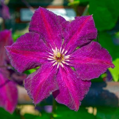 Клематис ГРЮНВАЛЬД в Кемерово