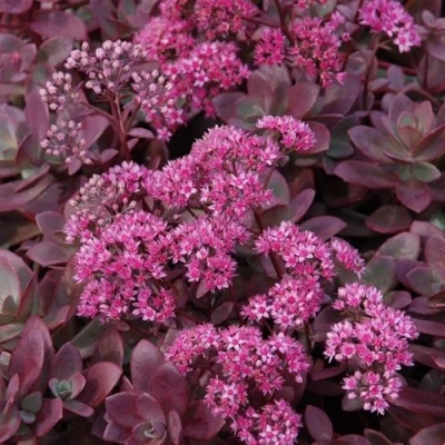 Очиток (седум) САНСПАРКЛЕР ФАЙЕРКРЕКЕР в Кемерово