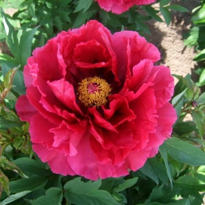 Пион КРАСНЫЙ ГИГАНТ древовидный в Кемерово