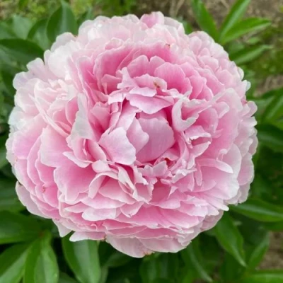 Пион КАТРИН ФОНТЕЙН травянистый в Кемерово