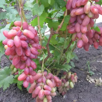 Виноград ЮЛИАН в Кемерово