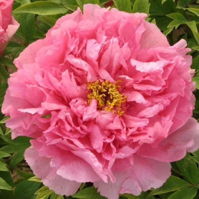 Пион СЕРЕБРИСТЫЙ РУЧЕЙ древовидный в Кемерово