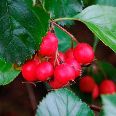 Боярышник ЛЮДМИЛ в Кемерово