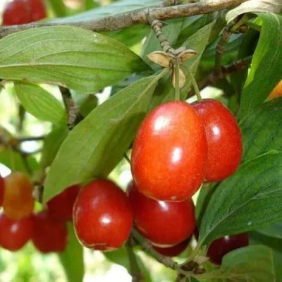 Кизил КОРАЛЛОВЫЙ МАРКА в Кемерово