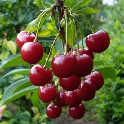 Вишня ВЯНОК в Кемерово