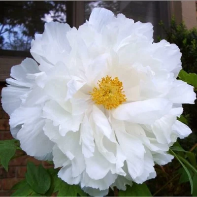 Пион БЕЛЫЙ НЕФРИТ древовидный в Кемерово