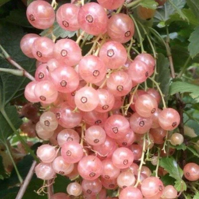 Смородина розовая ГОЛЛАНДСКАЯ РОЗОВАЯ в Кемерово
