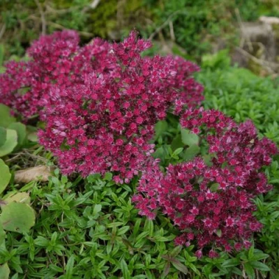 Очиток (седум) РУБИ ГЛОУ скальный в Кемерово