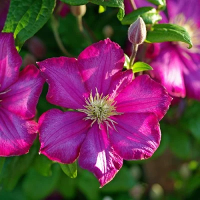 Клематис КАРМЕНСИТА в Кемерово