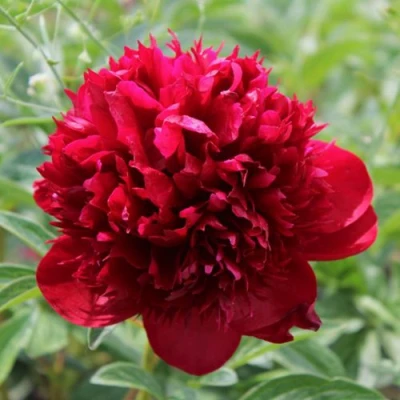 Пион РЕД МЭДЖИК травянистый в Кемерово