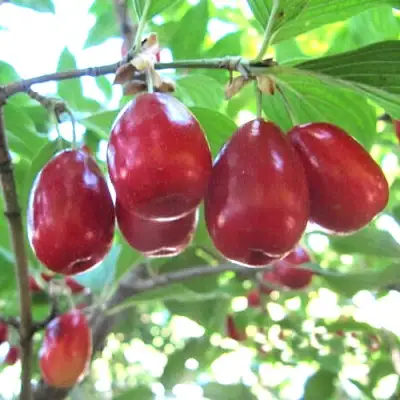 Кизил ЛУКЬЯНОВСКИЙ в Кемерово