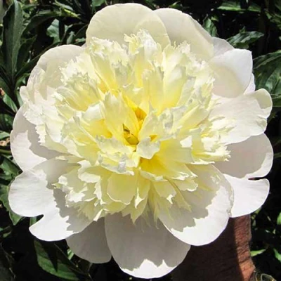 Пион ПРИМАВЕРА травянистый в Кемерово