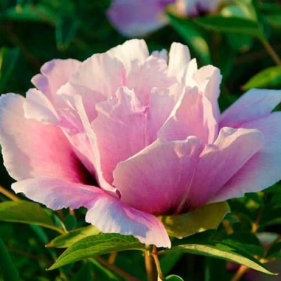 Пион ВРАТА ХРАМА древовидный  в Кемерово