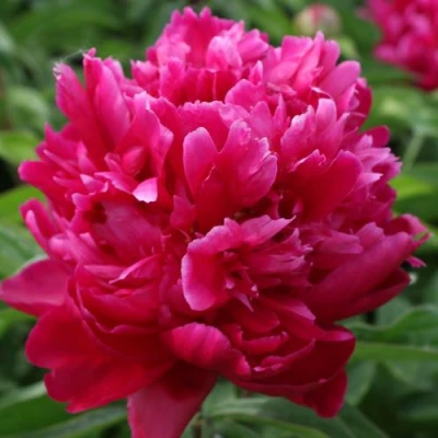 Пион ПЕСНЬ ВЕТРА травянистый в Кемерово