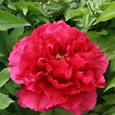 Пион АРОМАТНОЕ ВОСПОМИНАНИЕ древовидный в Кемерово