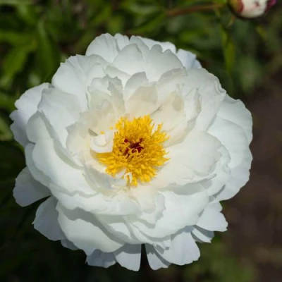 Пион МИСС АМЕРИКА травянистый в Кемерово