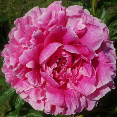 Пион ЗЕ ФОН травянистый в Кемерово