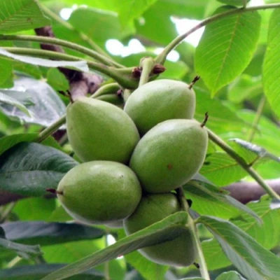 Орех маньчжурский МИЧУРИНЕЦ в Кемерово