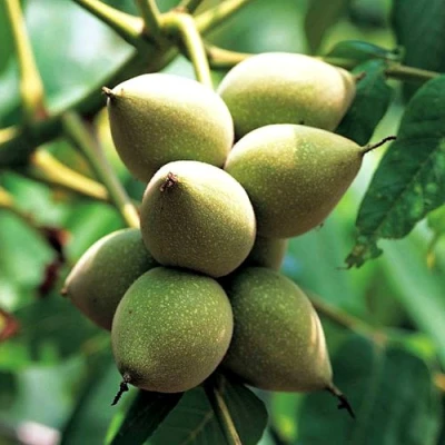 Орех МАНЬЧЖУРСКИЙ в Кемерово