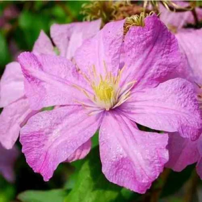 Клематис КОМТЕСС ДЕ БУШО в Кемерово