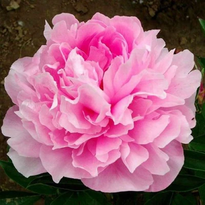 Пион ЛЕТЯЩИЙ ЖУРАВЛЬ травянистый в Кемерово