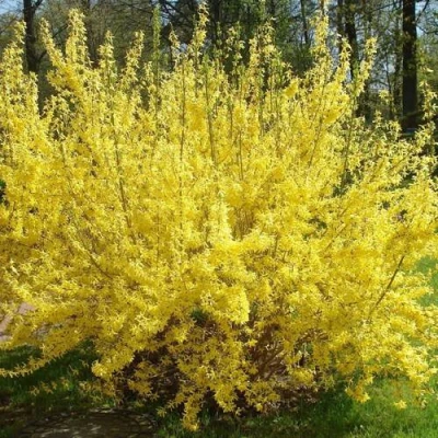 Форзиция ФОРЧУНА в Кемерово