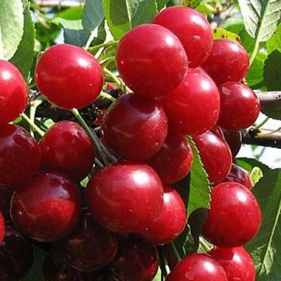 Вишня ГЛУБОКСКАЯ в Кемерово