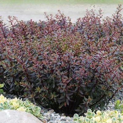 Очиток (седум) САНСПАРКЛЕР ДЖЕЙД ТАФФЕТ в Кемерово