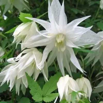 Княжик АЛЬБИНА ПЛЕНА белый махровый в Кемерово