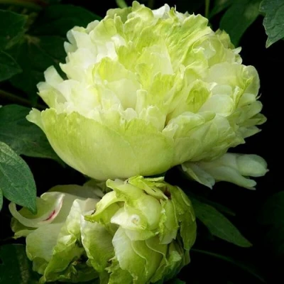 Пион ЗЕЛЕНЫЙ ШАР древовидный в Кемерово