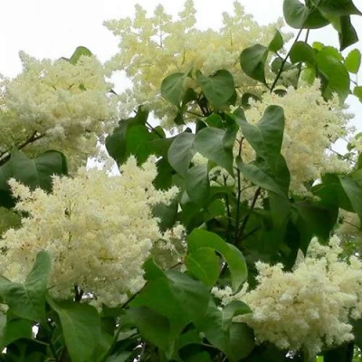 Сирень АМУРСКАЯ в Кемерово