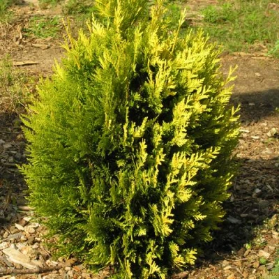 Туя КОППЕР ГОЛД западная в Кемерово