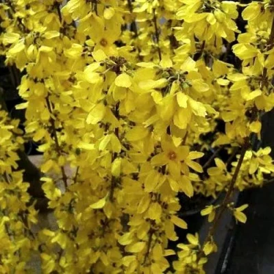 Форзиция ГОЛДРАУШ в Кемерово