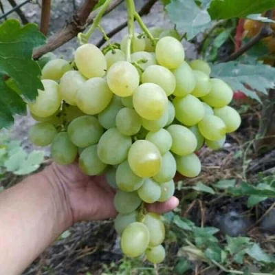 Виноград ВАНЮША в Кемерово