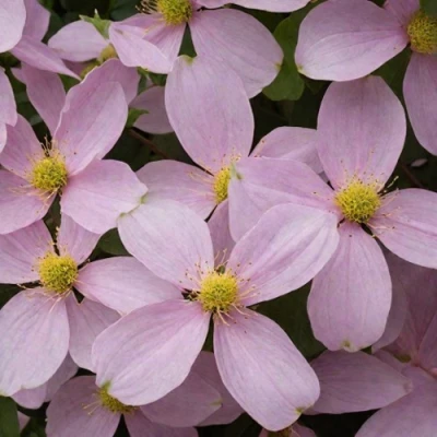 Клематис ГОРНЫЙ в Кемерово