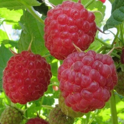 Малина НОВОСТЬ КУЗЬМИНА  в Кемерово