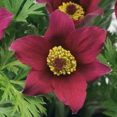 Прострел ПИНВИЛ РЕД ШЕЙДЕС в Кемерово