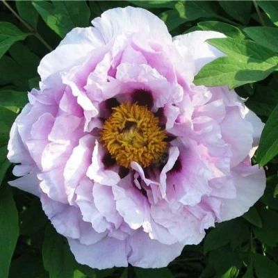 Пион СИНИЙ САПФИР древовидный в Кемерово