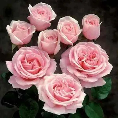 Роза ФРЕДЕРИК МИСТРАЛЬ чайно-гибридная в Кемерово