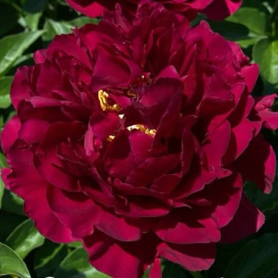 Пион ОЛД ФЕЙТФУЛ травянистый в Кемерово